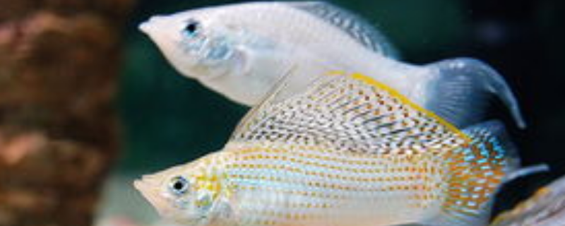 玛丽鱼的繁殖方法 附玛丽鱼的生活习性 农百科