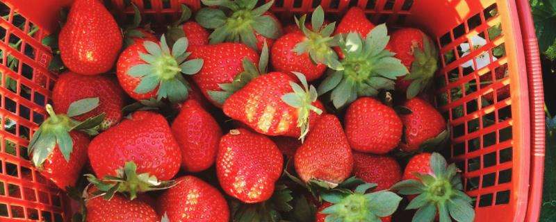 草莓的繁殖方法，各繁殖方法都有什么特点