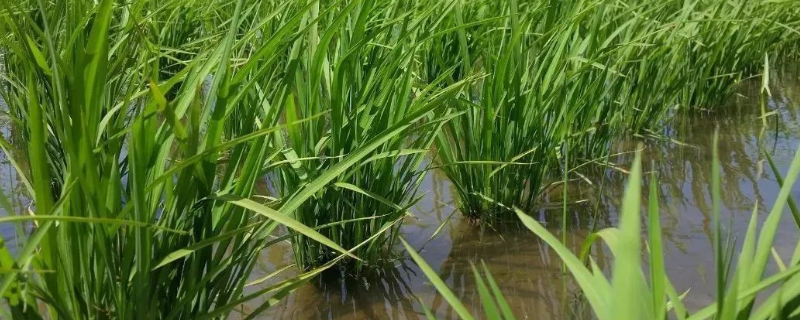 稻苗药害如何防治，水稻有哪些生长习性特点