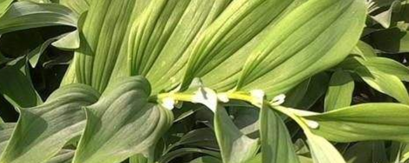 玉竹的种植前景，附玉竹的栽培效果及种植价值