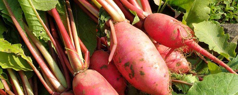 红皮萝卜高效种植方法，特征特性有哪些