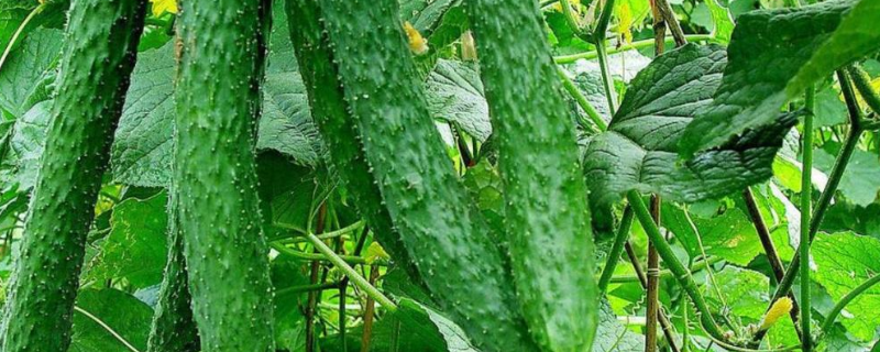 黄瓜是哪个季节的蔬菜，发生药害有什么解决办法