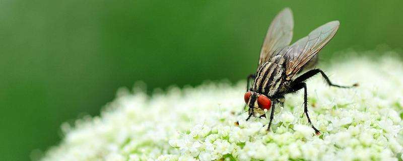 苍蝇的幼虫是什么，蝇蛆是怎么发育的