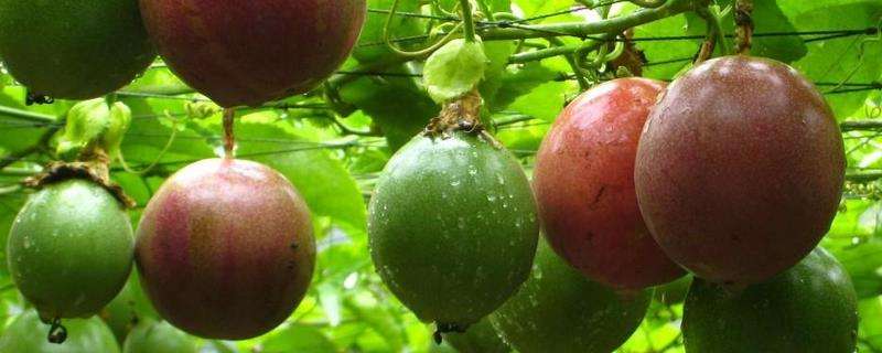 百香果的种植条件，百香果种植时间