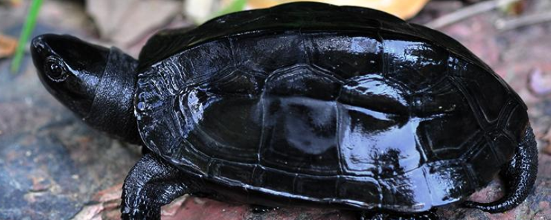 墨龟和草龟有什么不同，乌龟的常见疾病有哪些