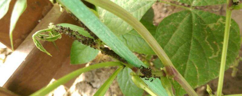豆角苗有蚂蚁怎么灭，豆角产量为什么低下