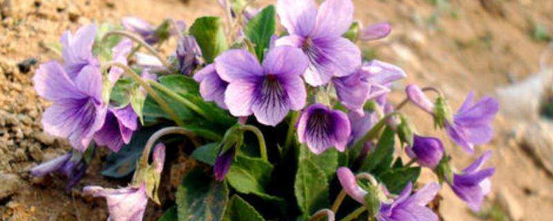 紫罗兰种子价格及种植方法，紫罗兰有哪些品种