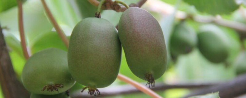 软枣猕猴桃苗的价格，哪些地方适合种植，几年能结果，怎么种植