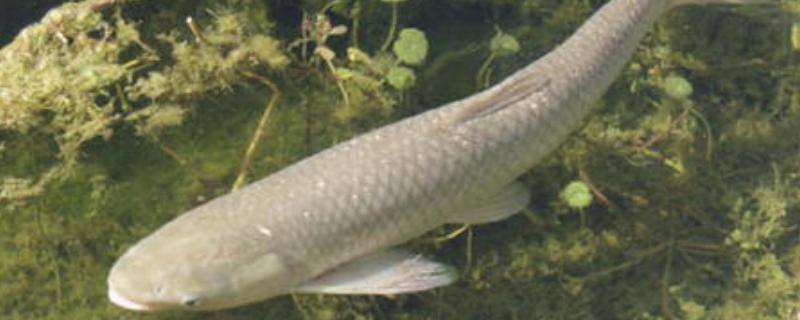 鲩鱼和草鱼的区别 草鱼吃什么长得快 农百科