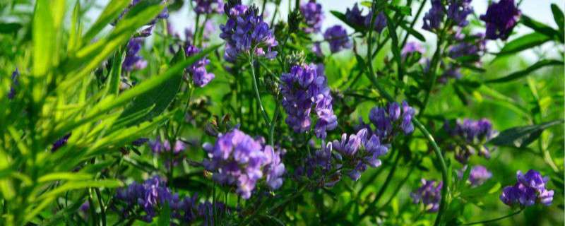 紫花苜蓿草怎么种植 农百科