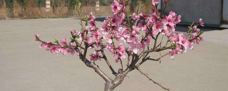 盆桃树养殖方法