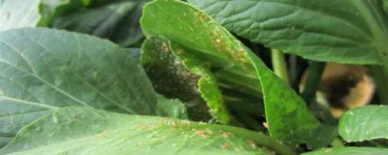 烯啶虫胺治什么虫 烯啶虫胺治什么虫
