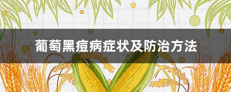 葡萄黑痘病症状及防治方法 葡萄黑痘病症状及防治方法