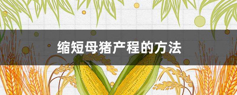 缩短母猪产程的方法 缩短母猪产程的方法