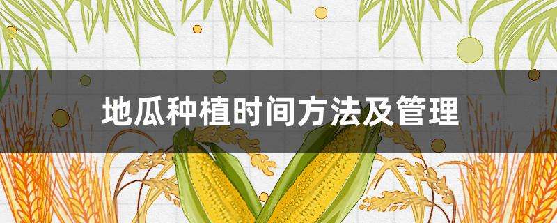 地瓜种植时间方法及管理