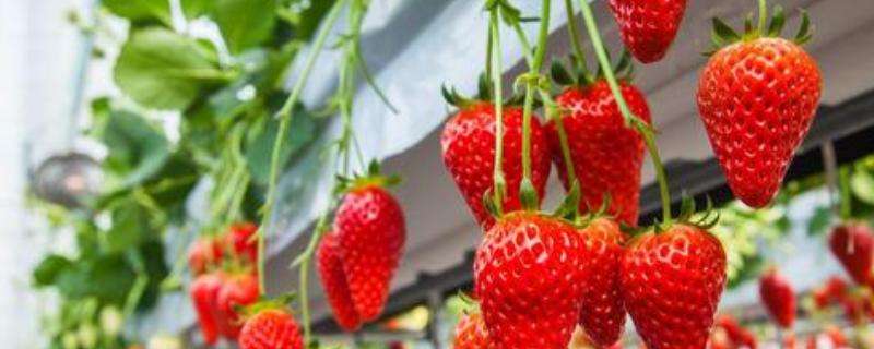 阳台种植草莓注意事项，阳台草莓的护理