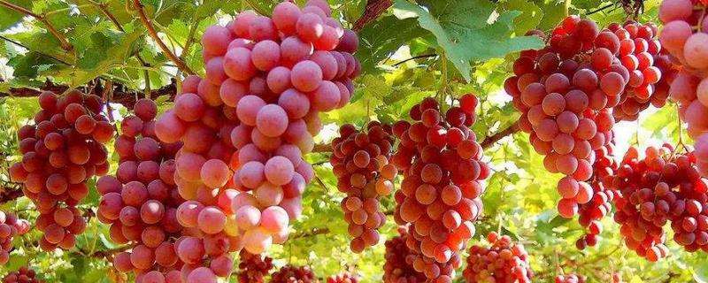 葡萄的种植前景，种植葡萄的优势