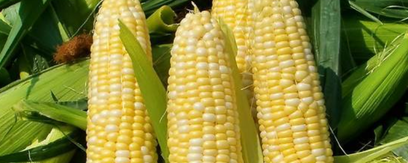 玉米常用的农药有哪些，玉米常见病虫害及防治方法