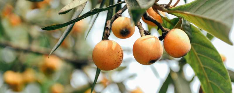 枇杷的种子可以种吗 农百科