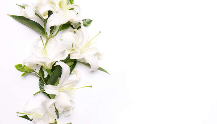 白百合花语 农百科