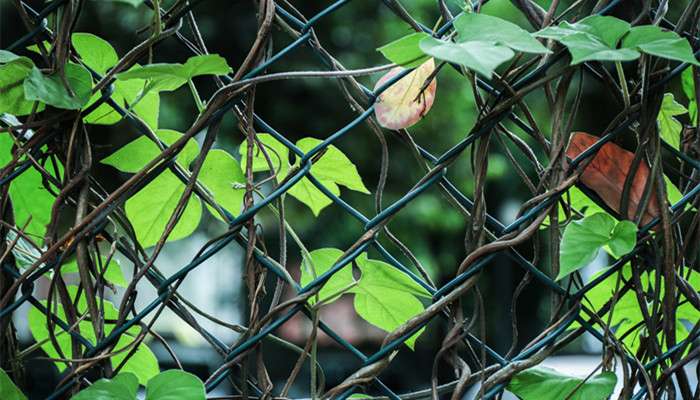 攀缘茎的植物有哪些