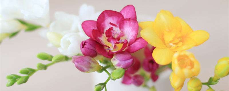 小苍兰花语 农百科