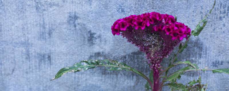 鸡冠花每天几点开花 农百科