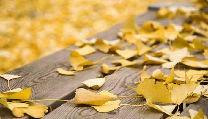 银杏叶的花语 农百科