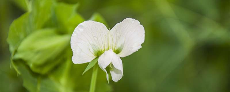 香豌豆花的花语-农百科