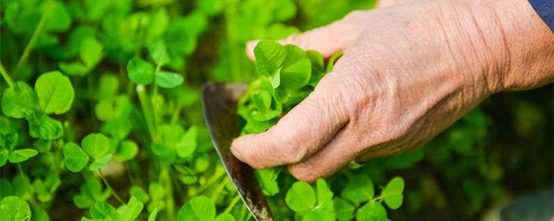 阳台种植蔬菜的技术和方法 农百科