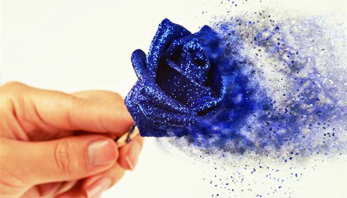 蓝玫瑰为蔷薇科蔷薇属直立灌木,高可达2米.