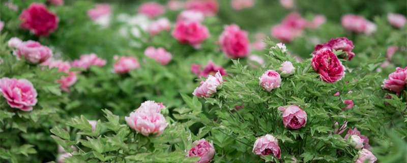 富贵满堂花怎么养