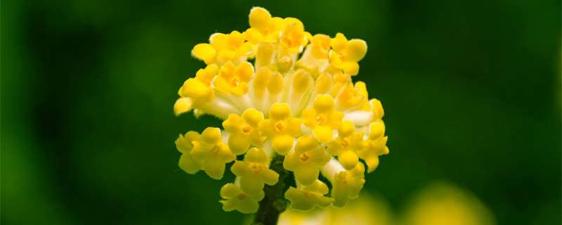 瑞香花花语 农百科 瑞香花花语 农百科