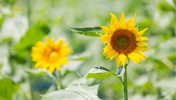 向日葵和小雏菊搭配的花语-农百科