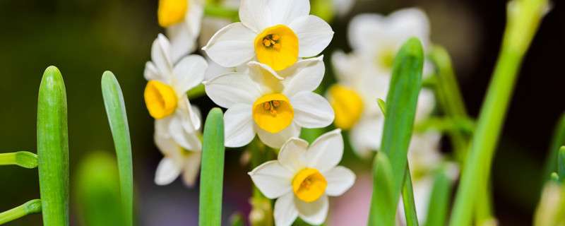春天有什么花 农百科