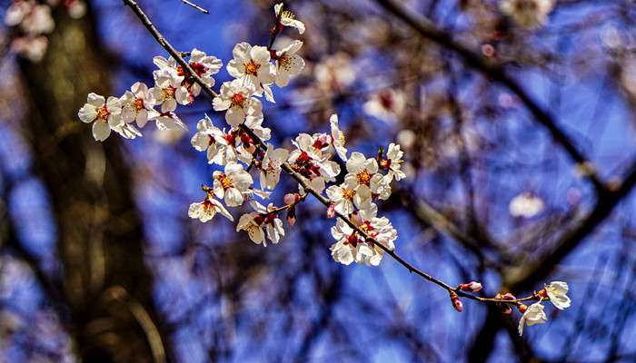 藏海花是什么花-农百科