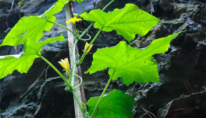 攀缘茎的植物有哪些