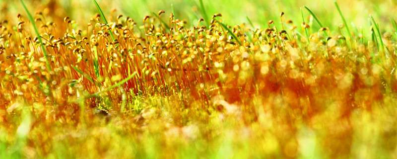 苔花的精神品质是什么 农百科