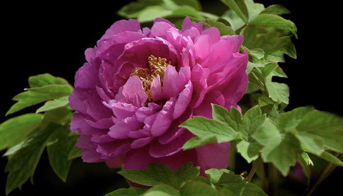 富贵满堂花怎么养