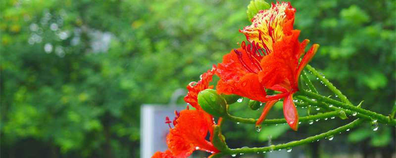 凤凰花花语 农百科