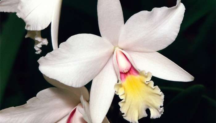 兰花品种是怎么区分的 农百科