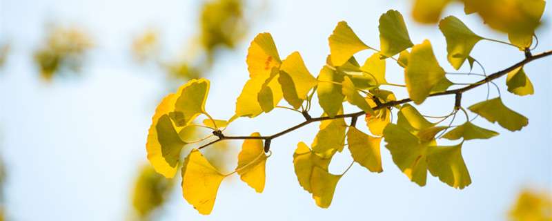银杏叶的花语 农百科