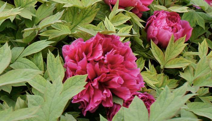 富贵满堂花怎么养