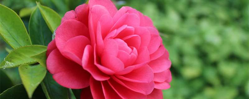 茶花品种有哪些 农百科 茶花品种有哪些 农百科