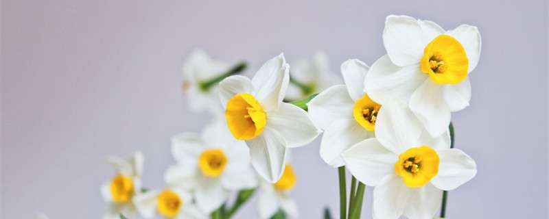 水仙花语 农百科