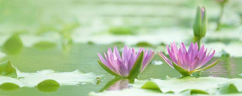 睡莲水养一般能养多久 农百科 睡莲水养一般能养多久 农百科