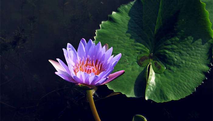 睡莲水养一般能养多久 农百科 睡莲水养一般能养多久 农百科