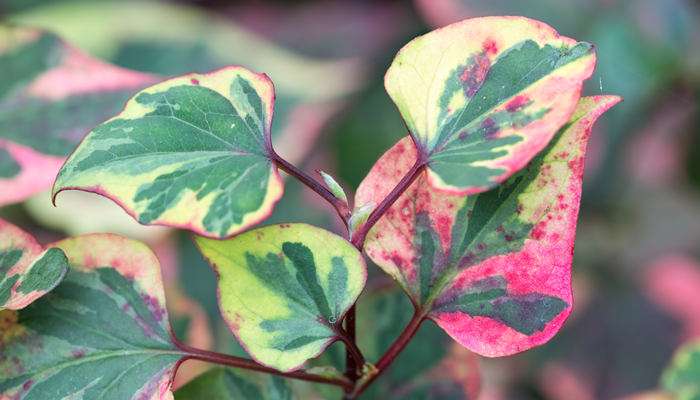 折耳根是鱼腥草吗 农百科