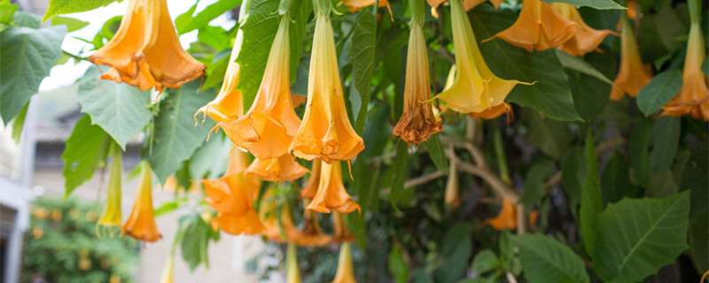 辣椒,马铃薯,番茄外,还有许多种类有药用价值,如宁夏枸杞,枸杞,颠茄等