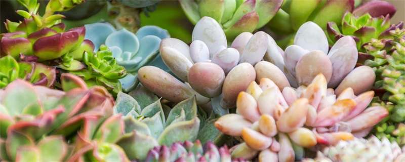 养多肉植物用什么土 农百科